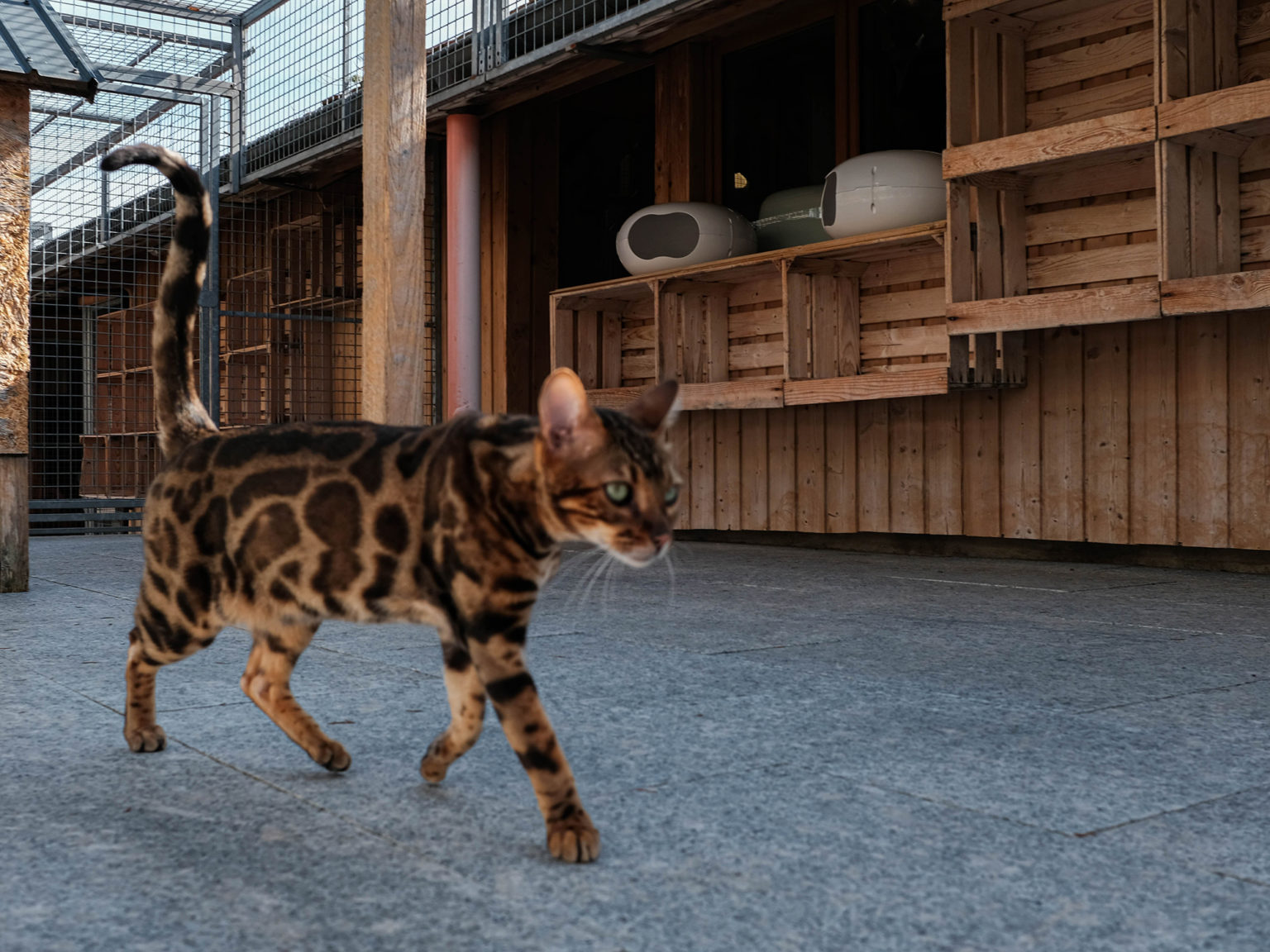 Chat dans un enclos extérieur