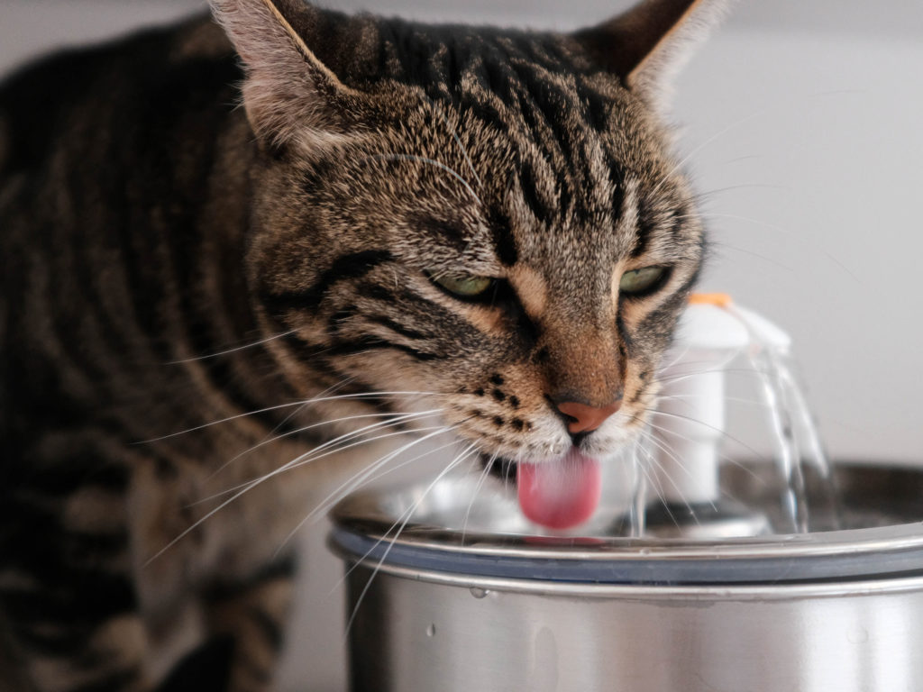 Chat qui boit dans une fontaine à eau